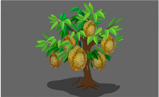 榴莲树生长flash植物动画