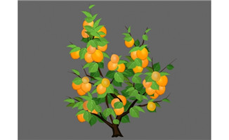 金色成熟的杏子树植物矢