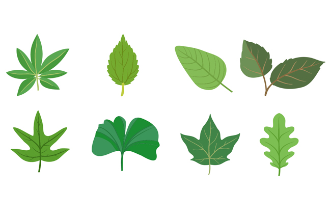 不同植物的树叶造型设计矢量素材