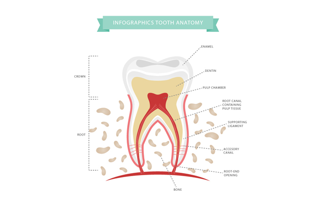 扁平化牙齿的结构图背景设计素材