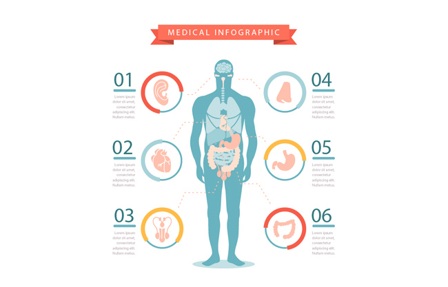 人体器官数据分析图表设计