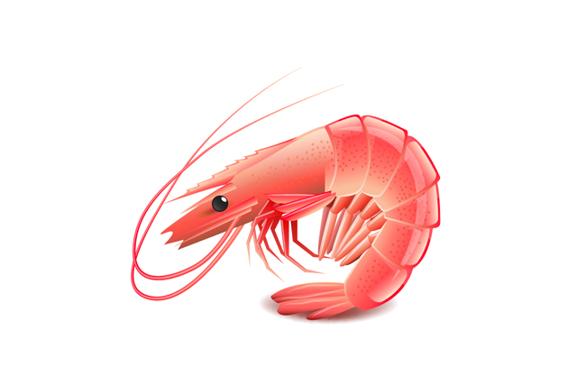 海鲜虾红色素材矢量