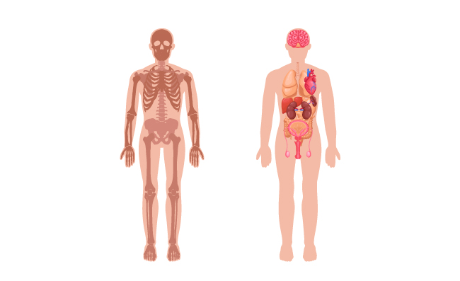 骨骼结构人体器官解剖学男性身体内脏信息图矢量