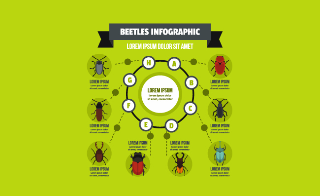 昆虫信息图表矢量