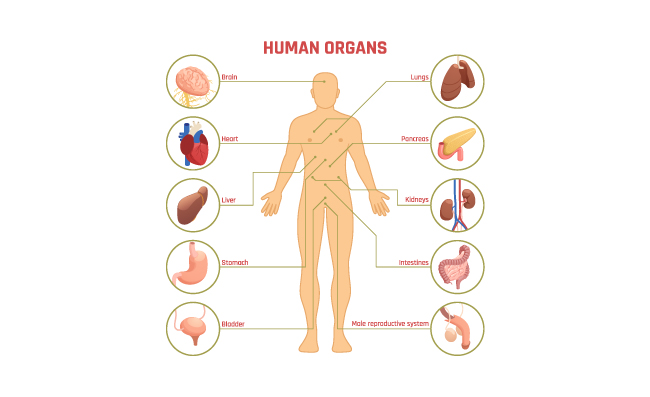 人体器官标注体统指示图表
