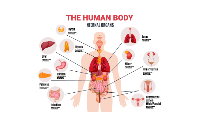 矢量人体透视图器官解析图