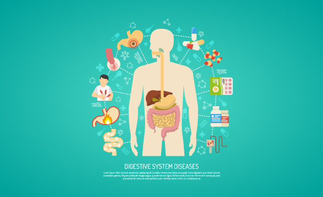 消化系统人体器官信息疾病插图矢量