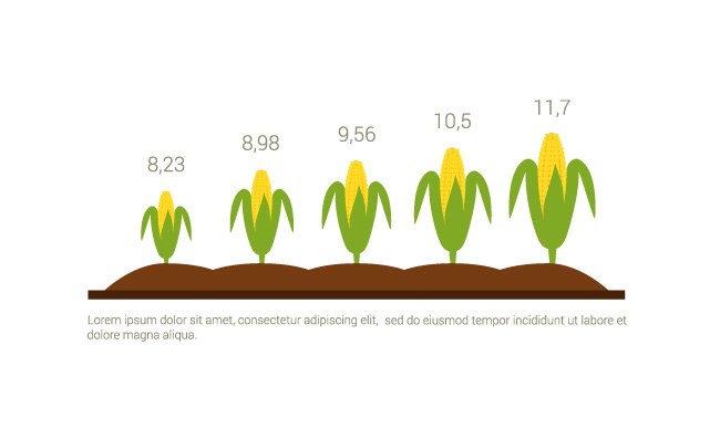 玉米植物生长素材图表信息图片