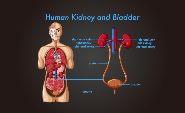 人类肾脏和膀胱内脏器官剖面图矢量