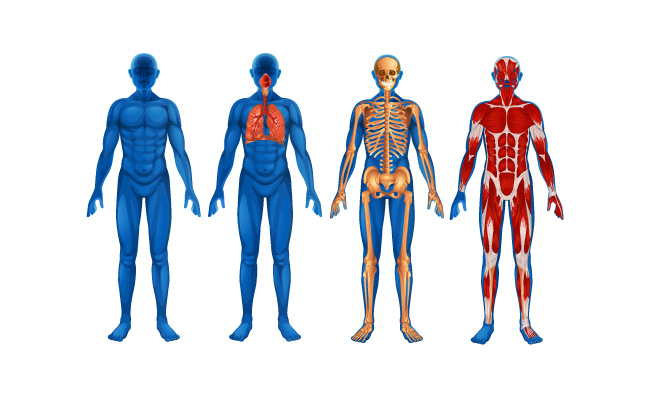 矢量医学人体解析图表