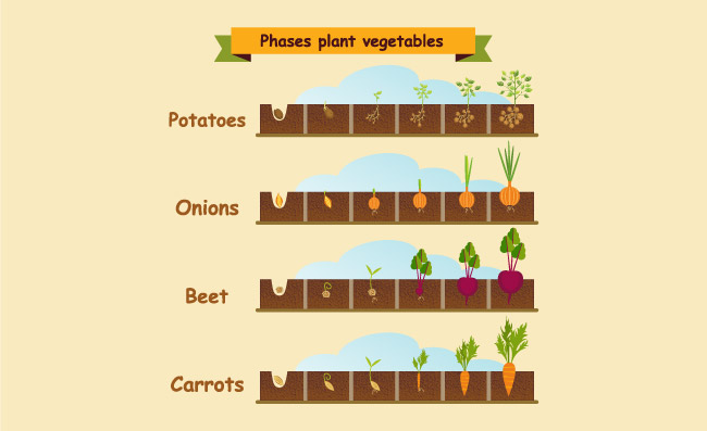 洋葱胡萝卜土豆甜菜植物的生长周期矢量插图
