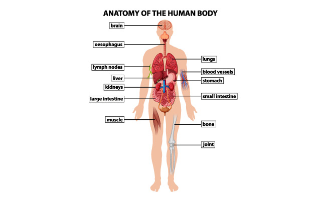 人体解剖学矢量图