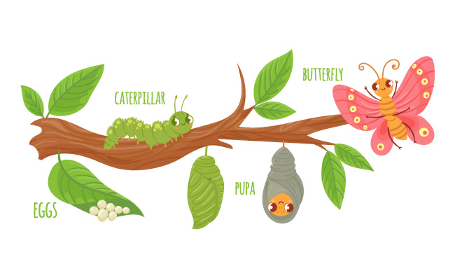 卡通蝴蝶的生命周期毛毛虫改造蝴蝶蛋毛毛虫和昆虫生长矢量图昆虫变态阶段在树枝上的可爱野生动物
